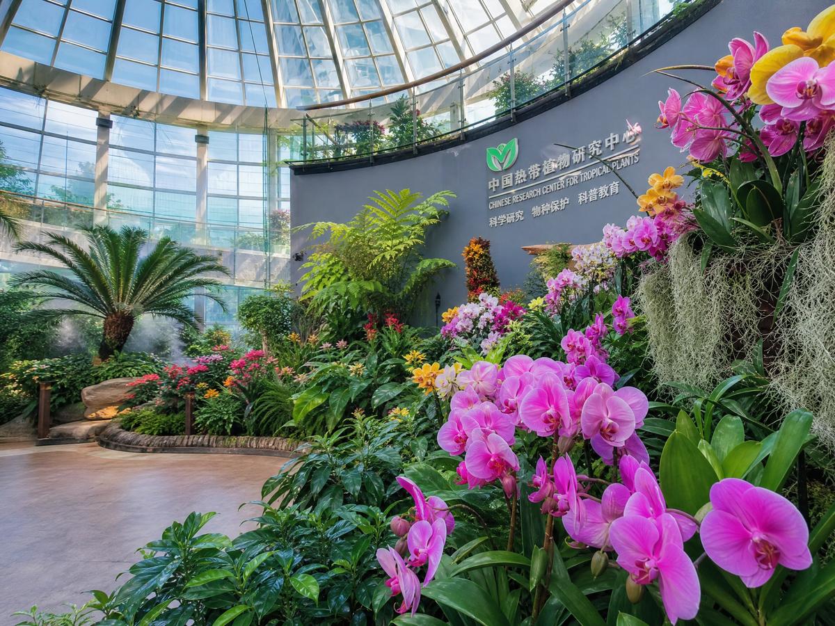 抖音风【植物视频演示】兰花养护全程视频教程，新手必看植物视频